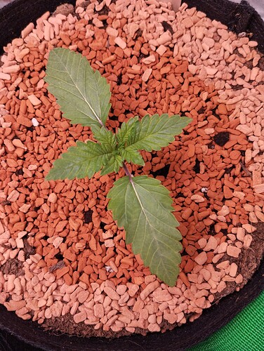 IMG_20241129_183950 - Kopie