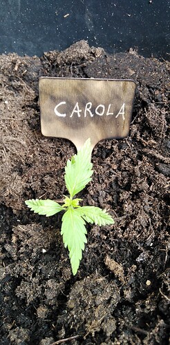 17450593542202827163765012059066