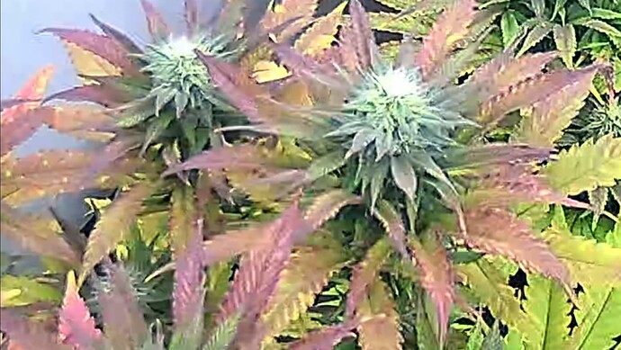 Screenshot_20241017_221807_iCam365