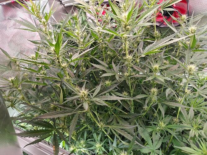 Growreport Bild 28