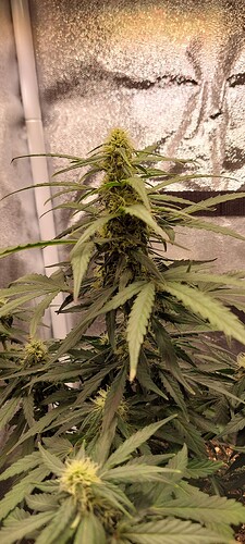 Growreport Bild 4