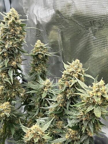 Growreport Bild 31