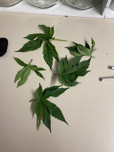 Growreport Bild 71