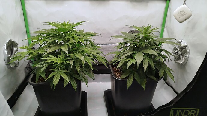 Zwei Cannabis-Pflanzen in einem Growzelt, links die Bruce Banner und rechts die Mandarine XL.