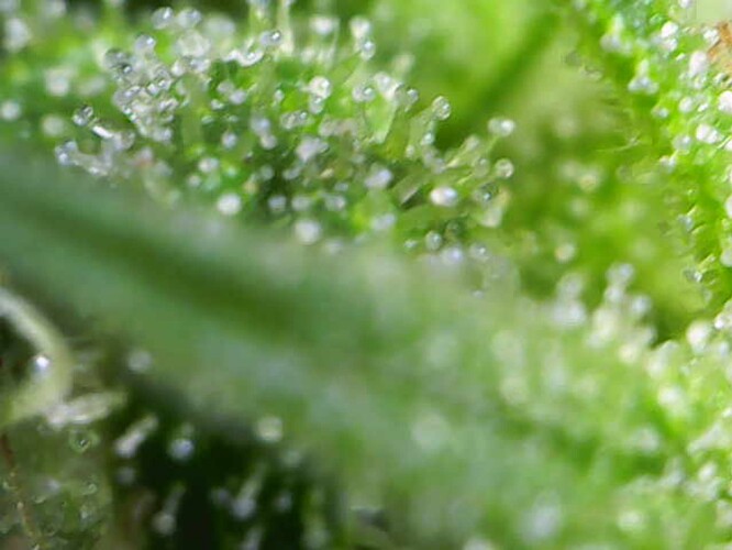 Growreport Bild 6