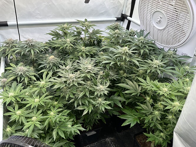 Growreport Bild 2