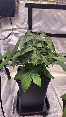 Growreport Bild 12