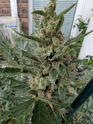 Growreport Bild 5