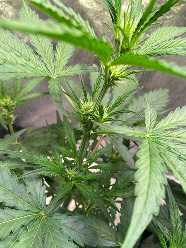 Growreport Bild 11