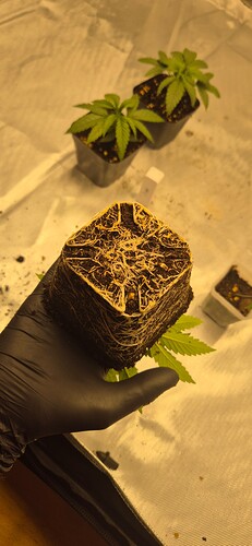 Growreport Bild 24