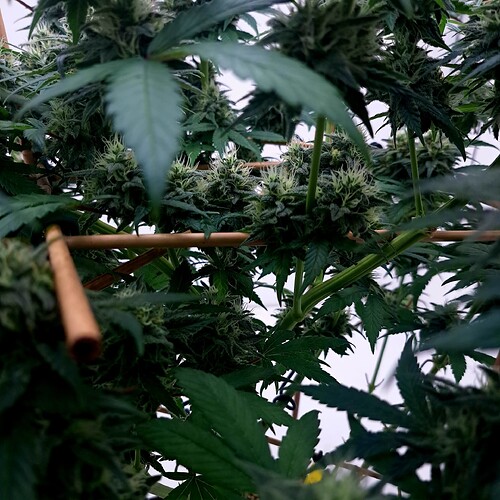 Growreport Bild 40