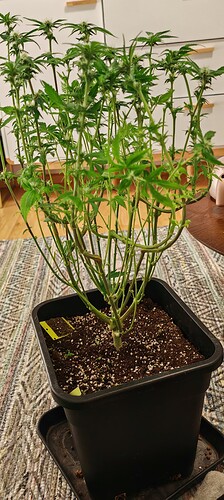 Growreport Bild 2