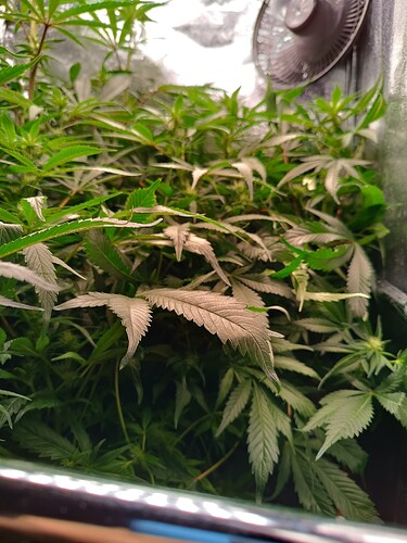Growreport Bild 3