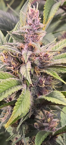 Growreport Bild 1