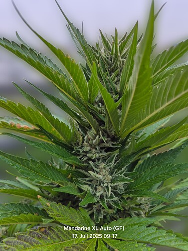 Mandarine XL Auto (Ganja Farmer)