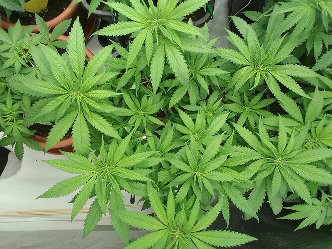 Growreport Bild 7