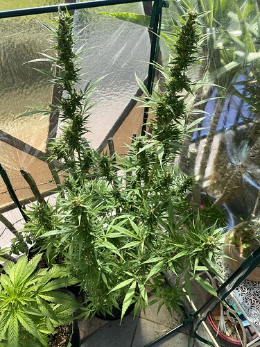 Growreport Bild 3