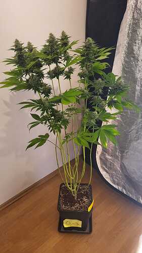 Eine blühende Cannabispflanze in einem schwarzen Topf mit der Beschriftung O-3, die vor einer weißen Wand und einem Growzelt steht.