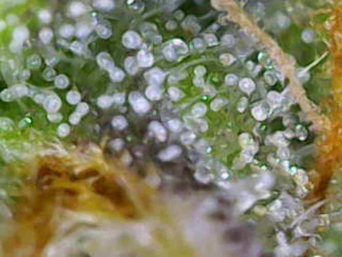 Image_2025-01-08 16_34_34_075