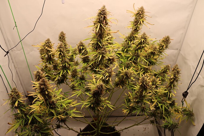 Growreport Bild 1