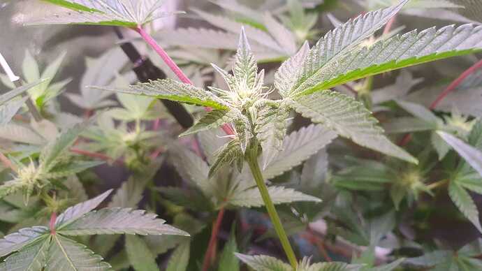 IMG-20240616-WA0014