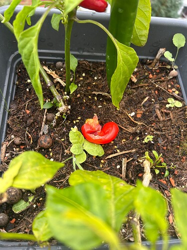 Growreport Bild 7
