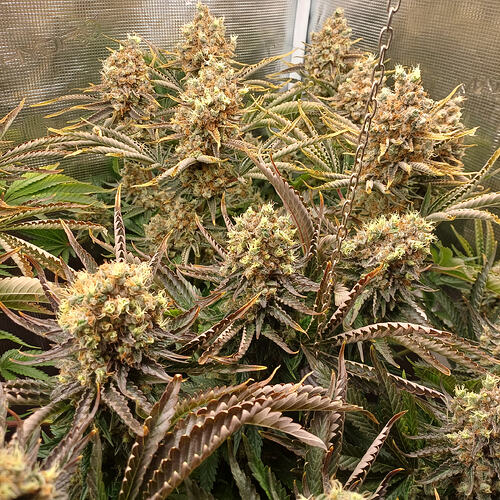 Growreport Bild 6