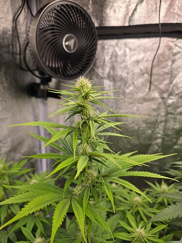 Growreport Bild 4