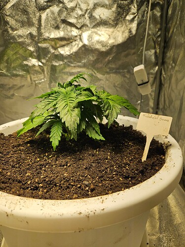 Growreport Bild 3