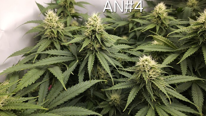Growreport Bild 4