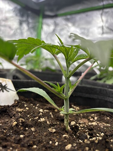 Growreport Bild 7