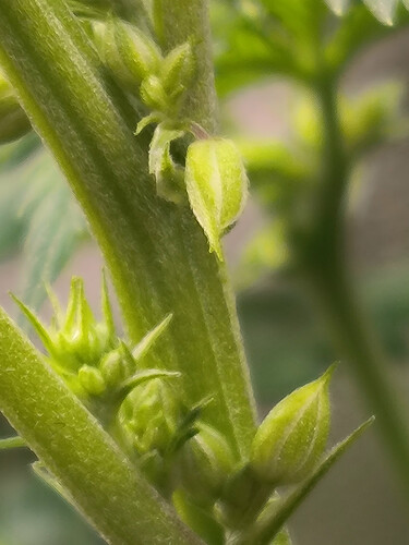 Growreport Bild 2