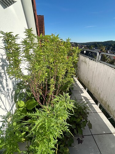 Growreport Bild 27