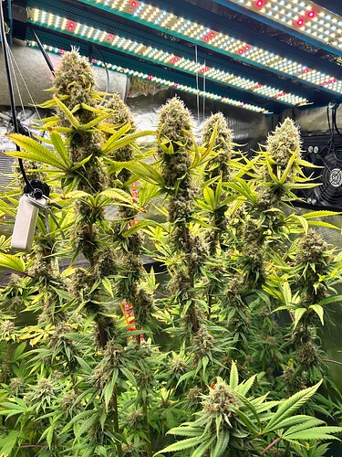 Growreport Bild 2