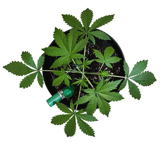Growreport Bild 8