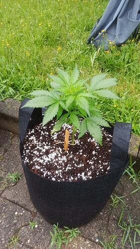 Growreport Bild 2