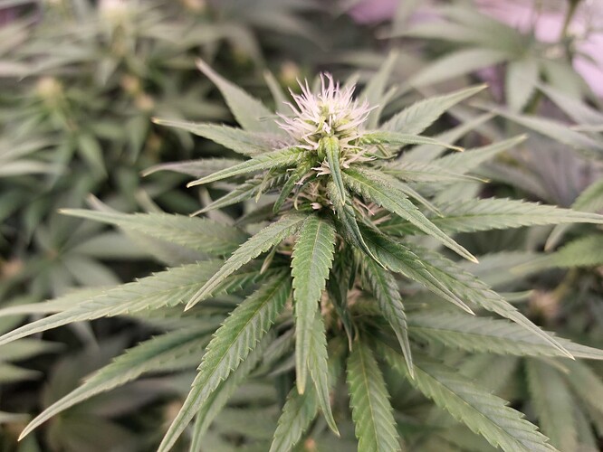 Growreport Bild 4