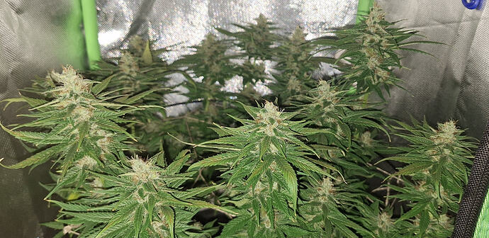 Growreport Bild 4
