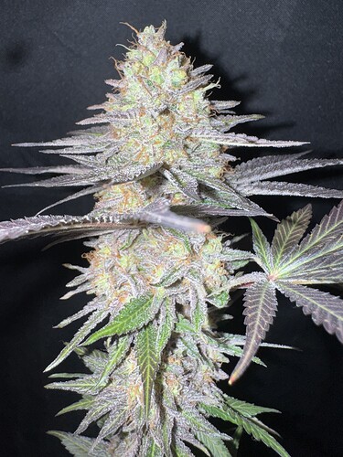 Growreport Bild 36