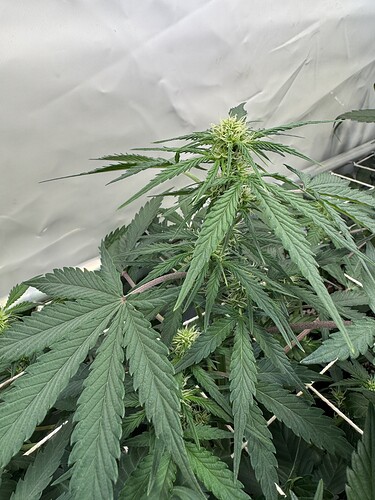 Growreport Bild 17