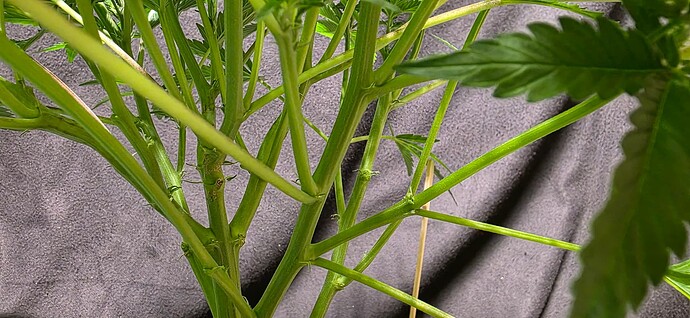Growreport Bild 85