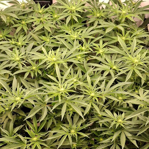 Growreport Bild 15