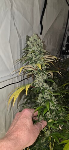 Growreport Bild 39