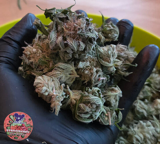 Growreport Bild 56