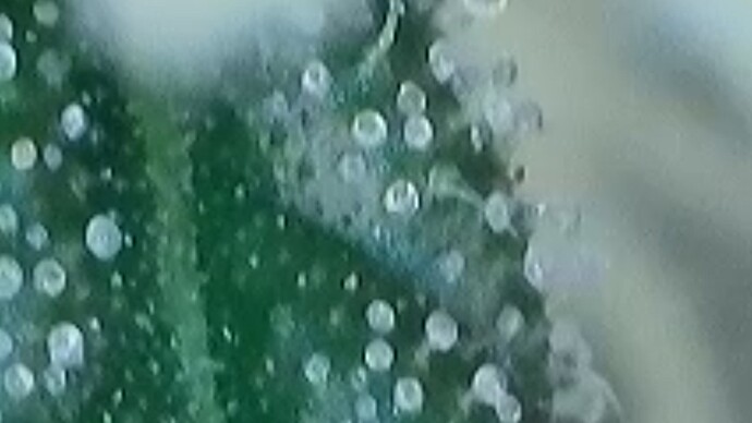 1000021974