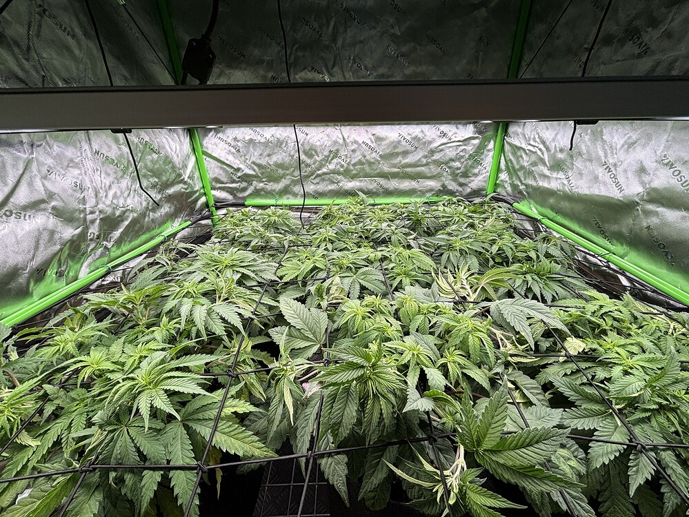 Erster Indoor Grow auf 120x120 mit der Migro Aray 4x4 500w
