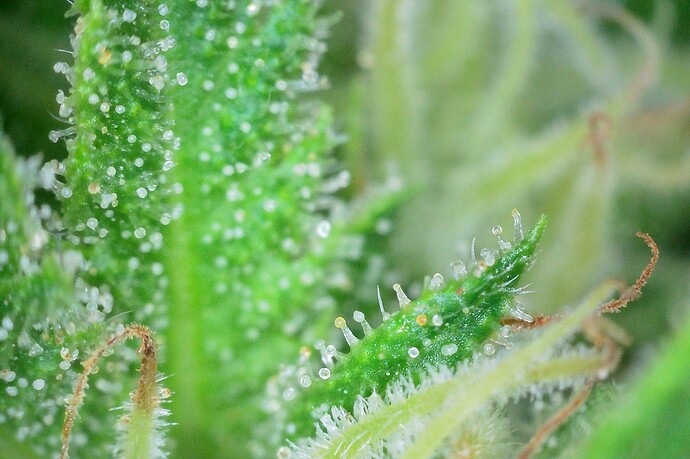 Grow25_1006_Trichome_MX_3