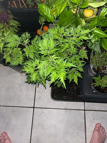 Growreport Bild 32