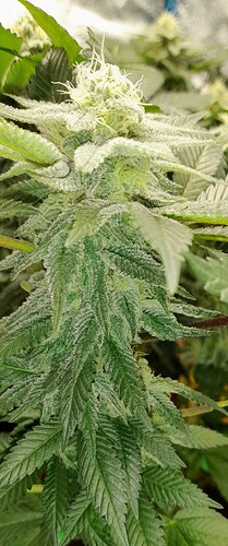 Growreport Bild 2
