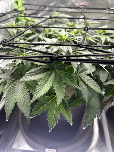 Growreport Bild 7
